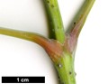 SpeciesSub: subsp. interius SpeciesSub: subsp. interius